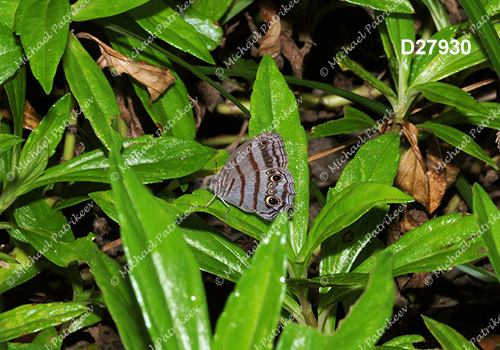 Blue-gray Satyr (Magneuptychia libye)